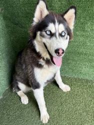 Shelter Stray Female Dog last seen , 5210 W Ave I, Lancaster, CA 93536, USA
