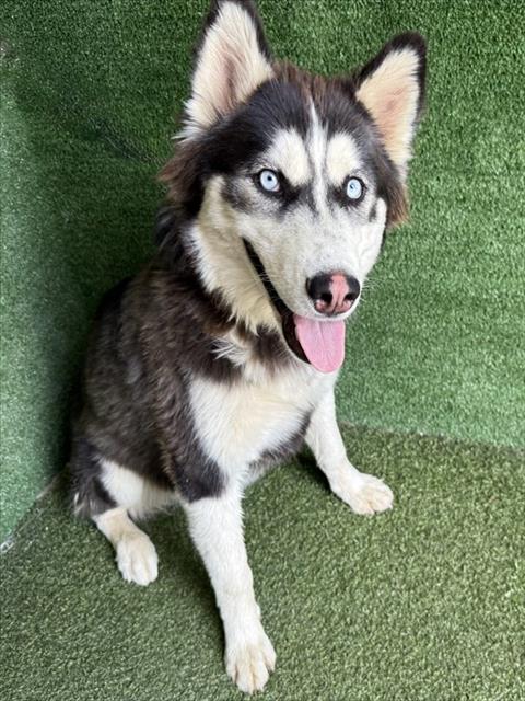 Shelter Stray Female Dog last seen , 5210 W Ave I, Lancaster, CA 93536, USA