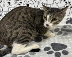 Shelter Stray Female Cat last seen , 957 N Gaffey St, San Pedro, CA 90731, USA