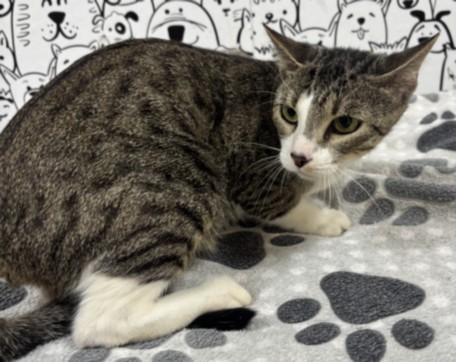 Shelter Stray Female Cat last seen , 957 N Gaffey St, San Pedro, CA 90731, USA