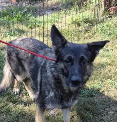 Shelter Stray Female Dog last seen Near BLOCK STOUT ST, DETROIT MI 48228, 7401 Chrysler Dr, Detroit, MI 48211, USA