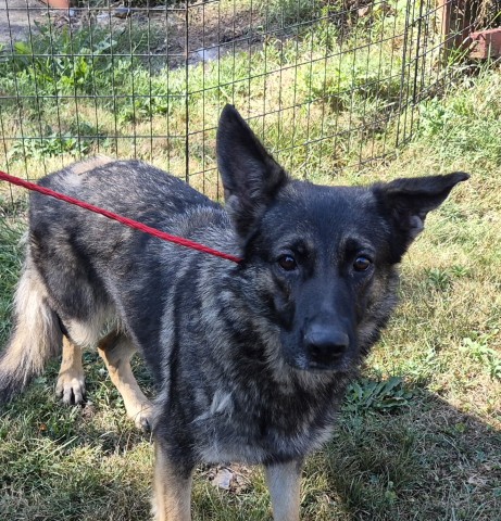 Shelter Stray Female Dog last seen Near BLOCK STOUT ST, DETROIT MI 48228, 7401 Chrysler Dr, Detroit, MI 48211, USA