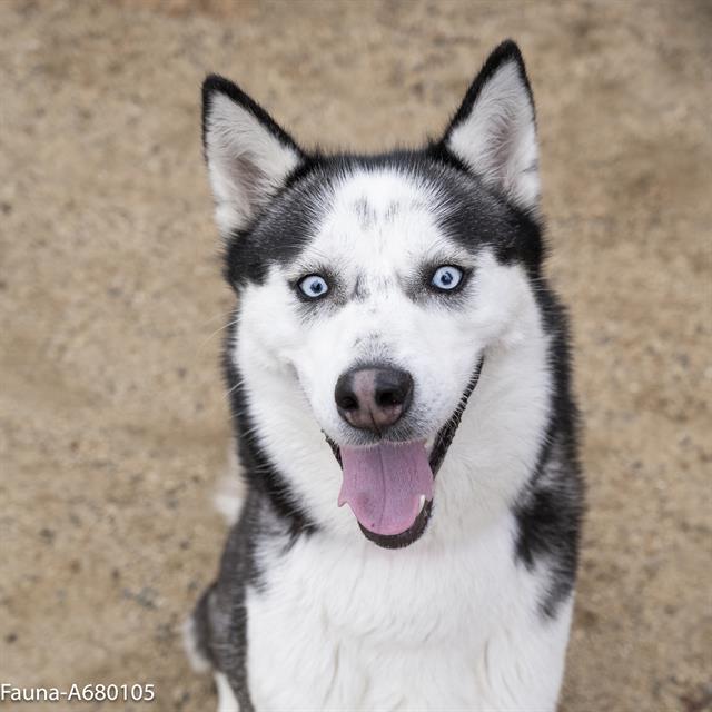 Shelter Stray Female Dog last seen 27TH ST & I ST, 2127 Front St, Sacramento, CA 95818, USA