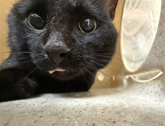 Shelter Stray Unknown Cat last seen , 232 Eslinger Way, Sanford, FL 32773, USA