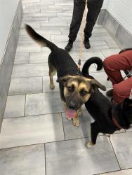Shelter Stray Male Dog last seen CHARLOTTE, 8315 Byrum Dr, Charlotte, NC 28217, USA