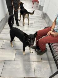 Shelter Stray Female Dog last seen CHARLOTTE, 8315 Byrum Dr, Charlotte, NC 28217, USA