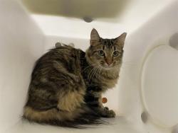 Shelter Stray Female Cat last seen 1ST NATIONAL, 3839 W Burnham St, West Milwaukee, WI 53215, USA