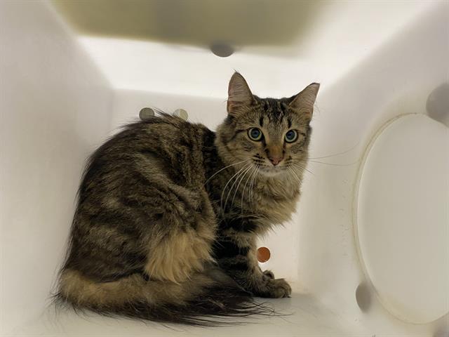 Shelter Stray Female Cat last seen 1ST NATIONAL, 3839 W Burnham St, West Milwaukee, WI 53215, USA