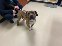 Shelter Stray Male Dog last seen Near BLOCK N 89TH ST, 3839 W Burnham St, West Milwaukee, WI 53215, USA