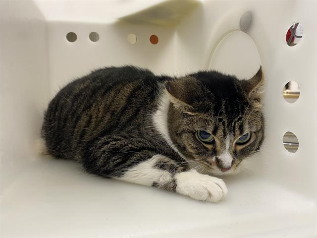 Shelter Stray Female Cat last seen Near BLOCK W SARNOW ST, 3839 W Burnham St, West Milwaukee, WI 53215, USA