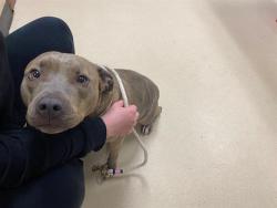 Shelter Stray Female Dog last seen 96TH/CAPITOL, 3839 W Burnham St, West Milwaukee, WI 53215, USA