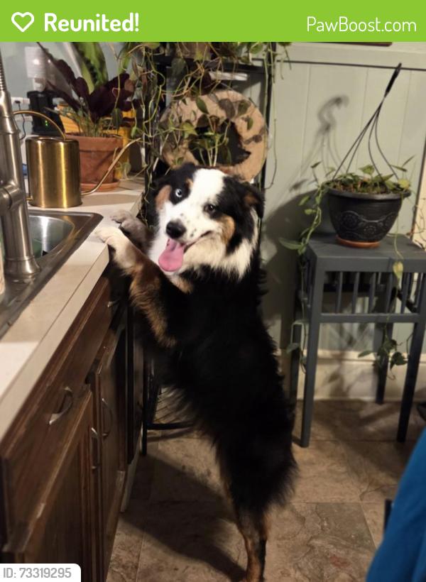 Reunited Male Dog last seen Zion Church and Grove Rd, Windsor Township, PA 17356