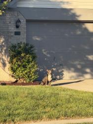 Found/Stray Female Dog last seen Copper Grove Neighborhood, Indianapolis, IN 46237