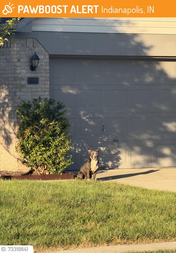 Found/Stray Female Dog last seen Copper Grove Neighborhood, Indianapolis, IN 46237