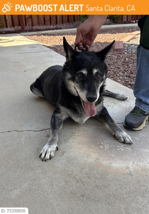 Found/Stray Male Dog last seen Dexter, Santa Clarita, CA 91350