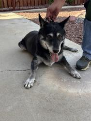 Found/Stray Male Dog last seen Dexter, Santa Clarita, CA 91350