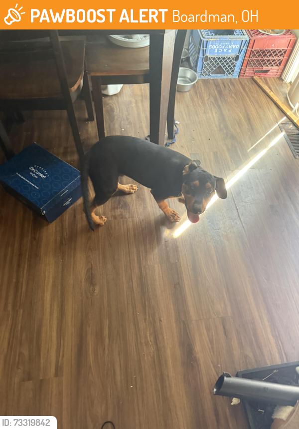 Found/Stray Male Dog last seen Kelar s cross street is glen ridge rroad, Boardman, OH 44512