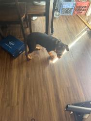 Found/Stray Male Dog last seen Kelar s cross street is glen ridge rroad, Boardman, OH 44512