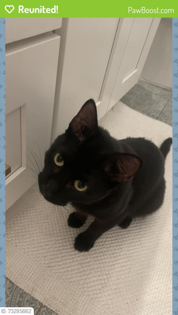 Reunited Male Cat last seen Thompson Creek Trail near Higgenbottom Park, Claremont, CA 91711