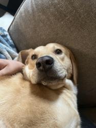 Lost Male Dog last seen Mcdonald St, Andrews Hwy, Midland, TX 79703