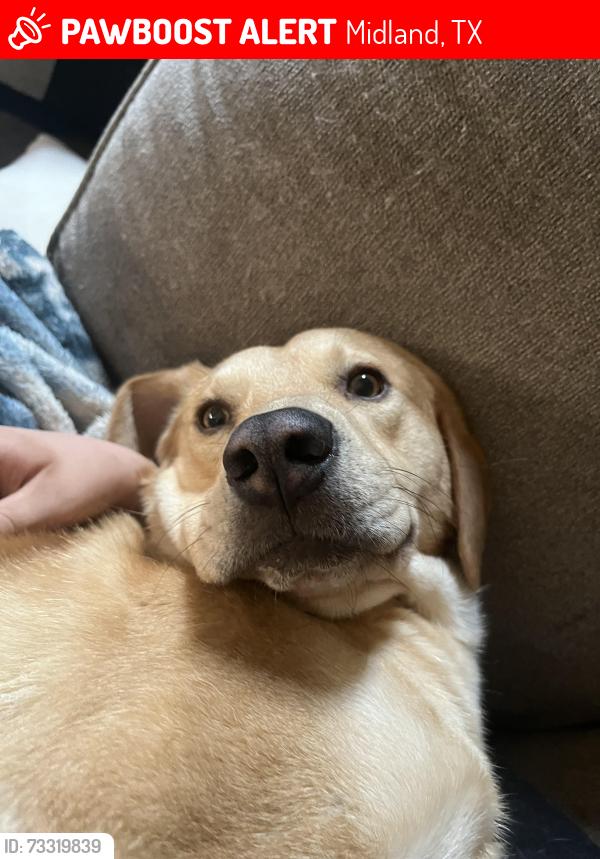 Lost Male Dog last seen Mcdonald St, Andrews Hwy, Midland, TX 79703