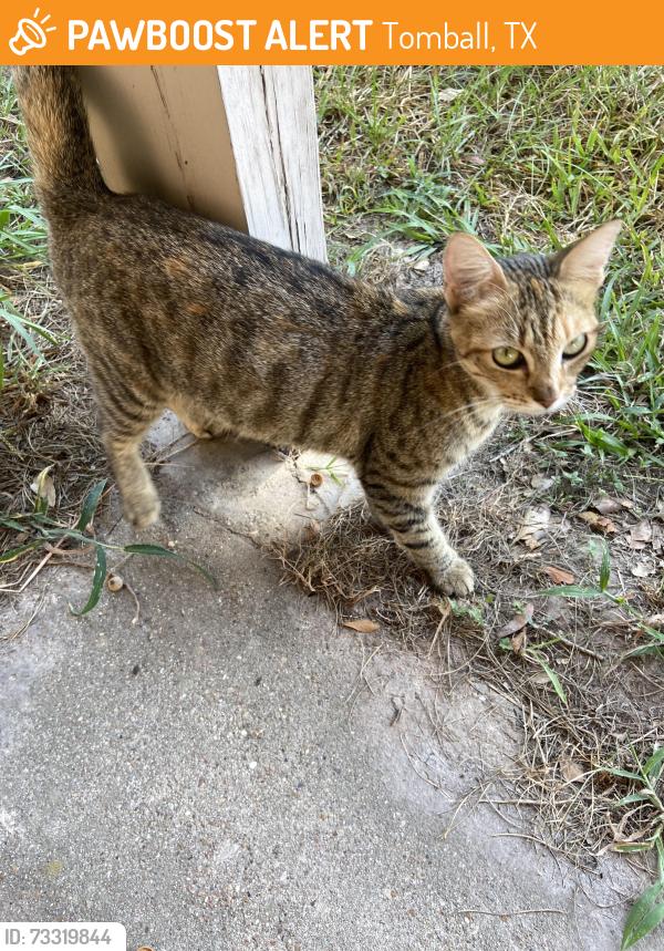 Found/Stray Female Cat last seen Julie Lane, Tomball, TX 77377