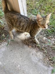 Found/Stray Female Cat last seen Julie Lane, Tomball, TX 77377