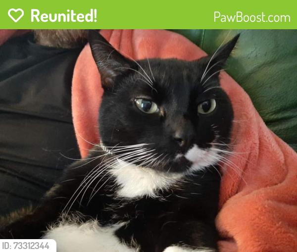 Reunited Male Cat last seen Near Ave, Bowden, AB 