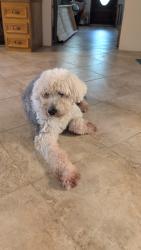 Reunited Female Dog last seen Near and 3180, Baytown, TX 77523