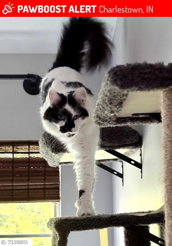 Lost Male Cat last seen Salem Noble Road, Charlestown, IN 47111