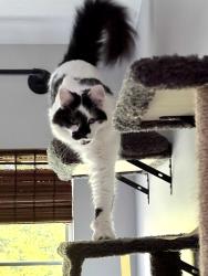 Lost Male Cat last seen Salem Noble Road, Charlestown, IN 47111