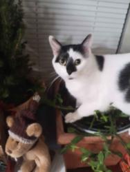Reunited Male Cat last seen Lyons Valley s, Lyons, CO 80540