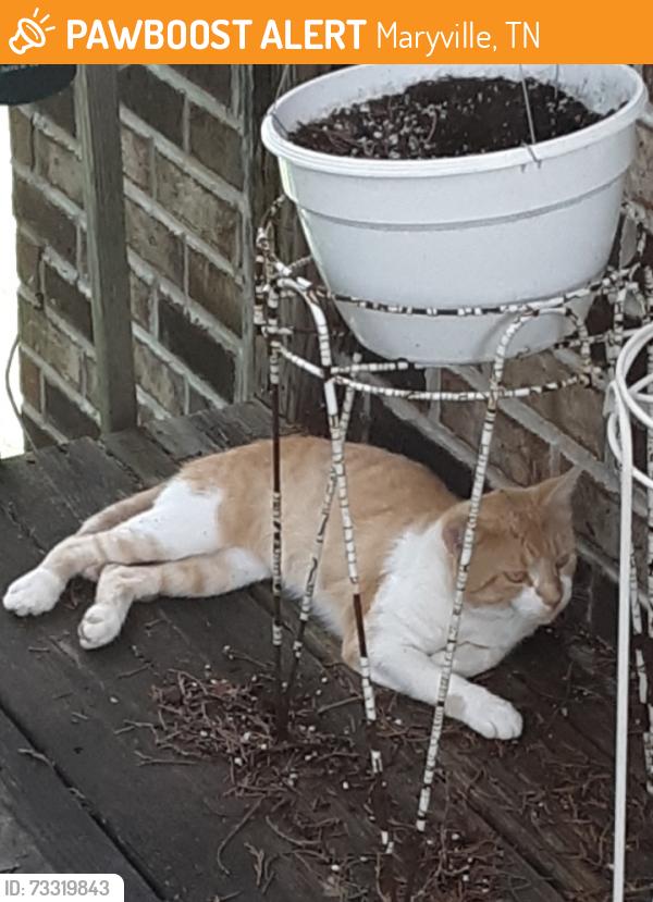 Found/Stray Male Cat last seen Bethany Court & Montvale Station Road, Maryville, TN 37803