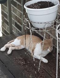 Found/Stray Male Cat last seen Bethany Court & Montvale Station Road, Maryville, TN 37803