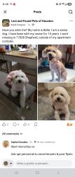 Reunited Female Dog last seen DUNHAM, Houston, TX 77008