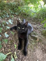 Lost Male Cat last seen Westbourne Crescent, Southampton, England SO17 1EE