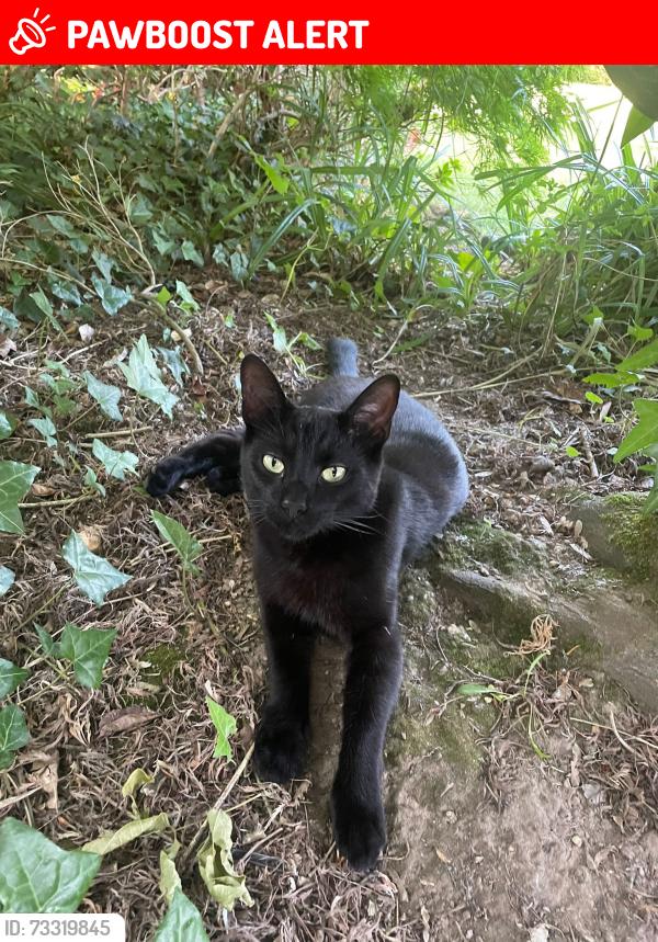 Lost Male Cat last seen Westbourne Crescent, Southampton, England SO17 1EE