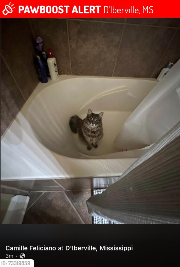 Lost Male Cat last seen Gable st, diberville MS, D'Iberville, MS 39540