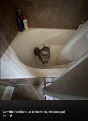 Lost Male Cat last seen Gable st, diberville MS, D'Iberville, MS 39540