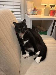 Lost Male Cat last seen NE union road, Ridgefield, WA 98642