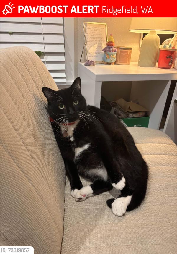 Lost Male Cat last seen NE union road, Ridgefield, WA 98642