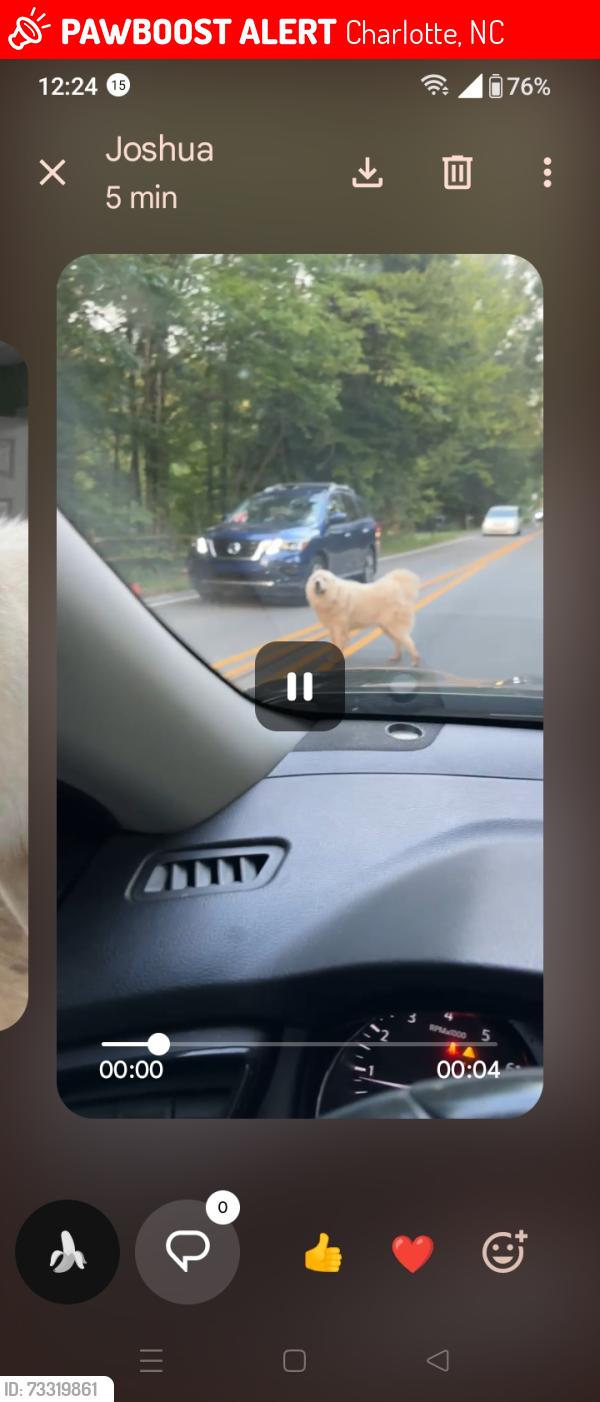 Lost Unknown Dog last seen Robinson Church road. And Decatur, Charlotte, NC 28215