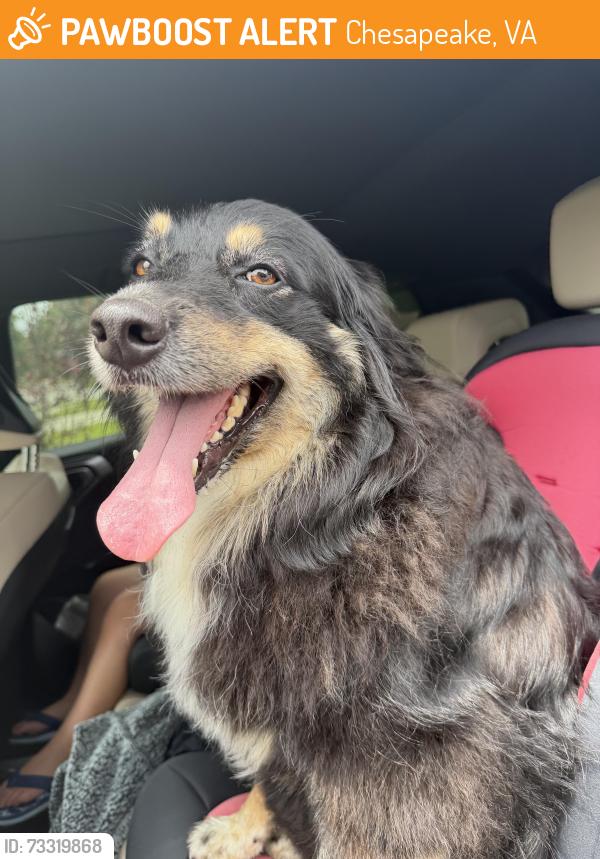 Found/Stray Unknown Dog last seen Garden tree and waters, Chesapeake, VA 23322