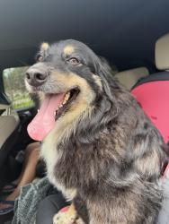 Found/Stray Unknown Dog last seen Garden tree and waters, Chesapeake, VA 23322