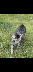 Lost Male Cat last seen Near Frame Road Briarcliff, NY 10510, Briarcliff Manor, NY 10510
