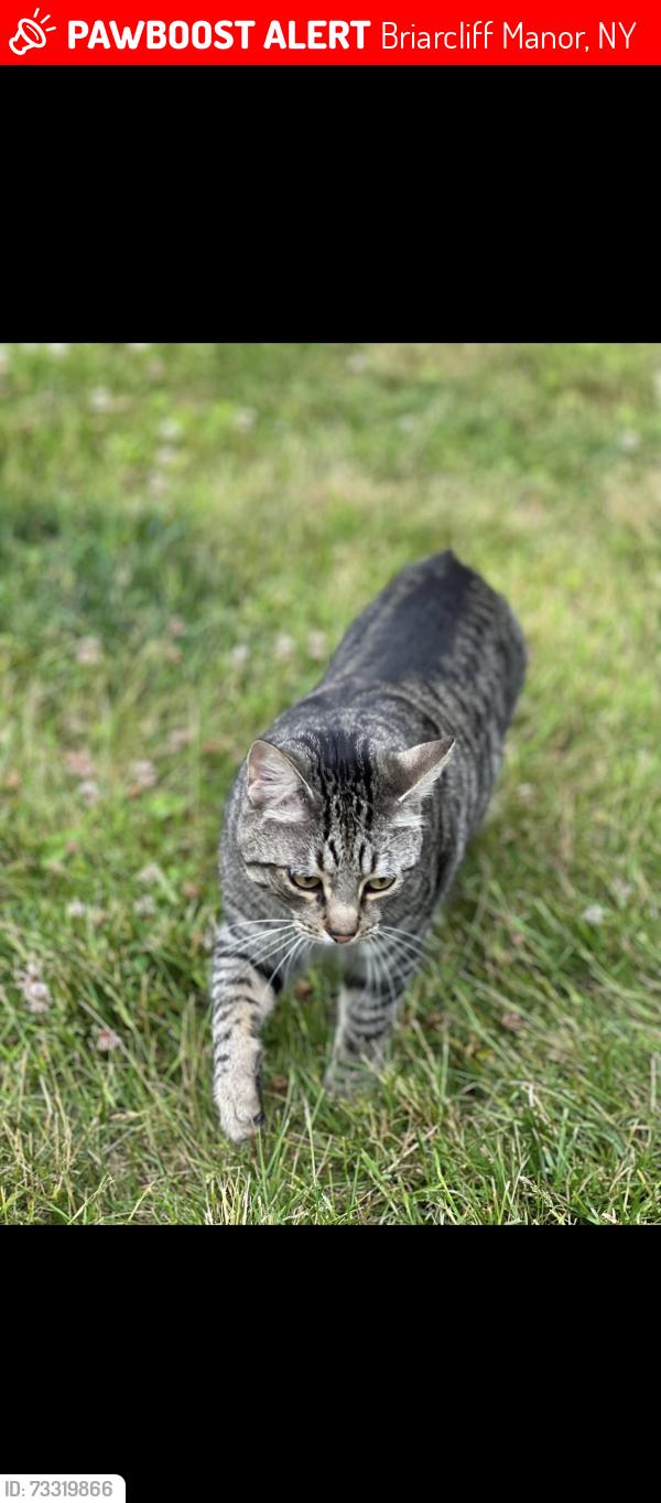 Lost Male Cat last seen Near Frame Road Briarcliff, NY 10510, Briarcliff Manor, NY 10510