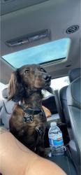 Lost Male Dog last seen Near Manzana way, San Diego, CA 92139