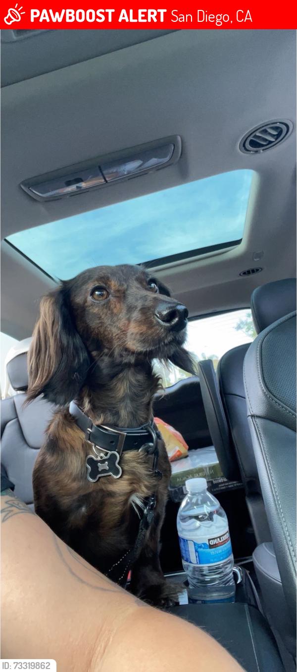 Lost Male Dog last seen Near Manzana way, San Diego, CA 92139