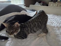 Lost Female Cat last seen Near lake braddock dr, Burke, VA 22015