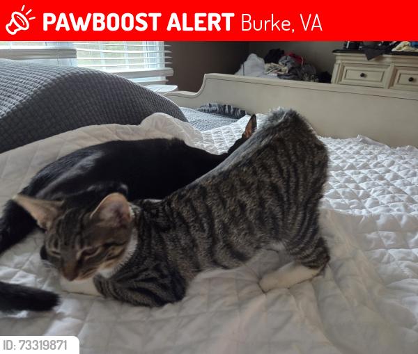 Lost Female Cat last seen Near lake braddock dr, Burke, VA 22015